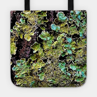 Lichen textures Tote