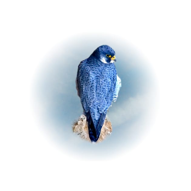 Falcon by Guardi