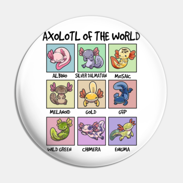 Axolotls Of The World | Types Of Axolotl - Axolotls Of The World - Pin ...