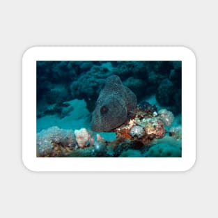 coral reef in the sea Magnet