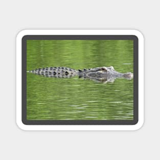 Gatorflauge Magnet