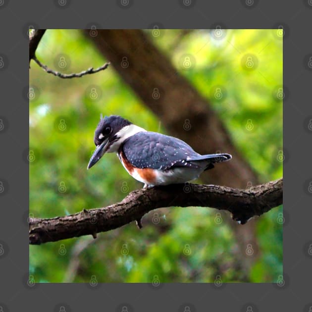 Belted Kingfisher Perched In A Tree by BackyardBirder