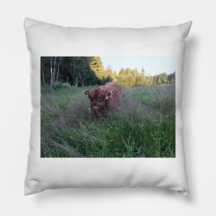 Scottish Highland Cattle Calf 1476 Pillow