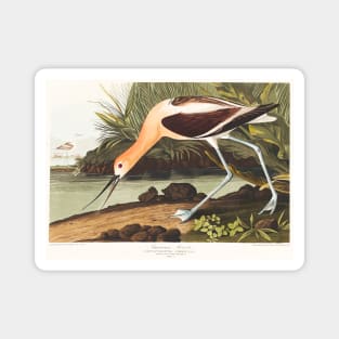 American Avocet from Birds of America (1827) Magnet