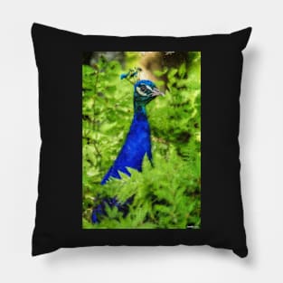 Peacock Pillow