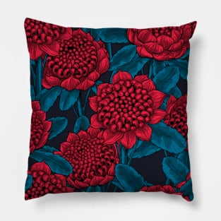 Red waratah flowers Pillow