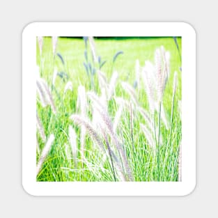 White Fountain Grass Magnet