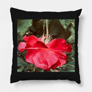 Hang Loose with the Red Rose - Things Are Going to Get Better! Pillow