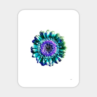 Blue Gerbera Flower Magnet