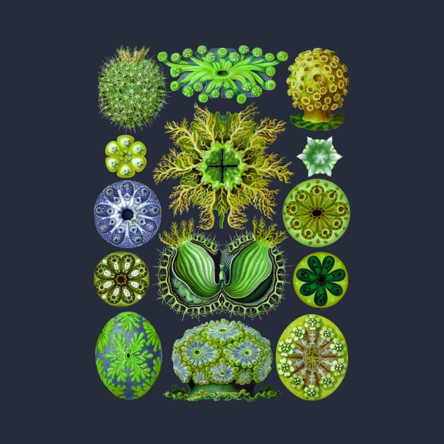 Ernst Haeckel Ascidiae Sea Squirts Green by Scientistudio