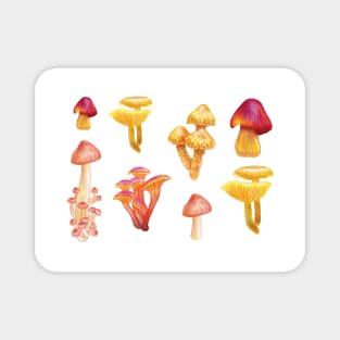 Mushrooms1 Magnet