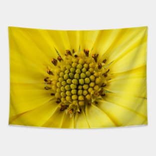 Osteospermum  &#39;Sunny Asti&#39;  African daisy  Sunny Series Tapestry