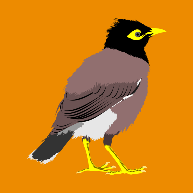 Common Myna by stargatedalek