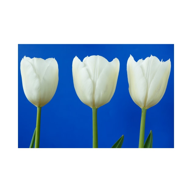 Tulipa  &#39;White Dream&#39;  Tulip by chrisburrows