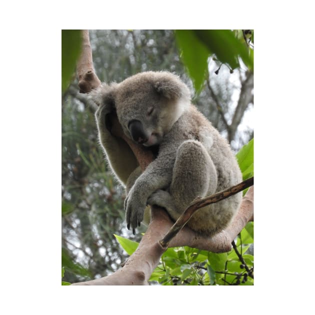 Koala by kirstybush