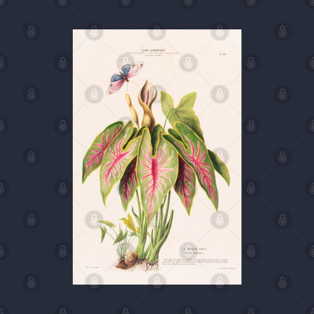 Caladium Bicolor - Flore d’Amérique - Botanical Illustration by chimakingthings