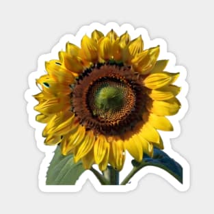 Sunflowers for good luck Magnet