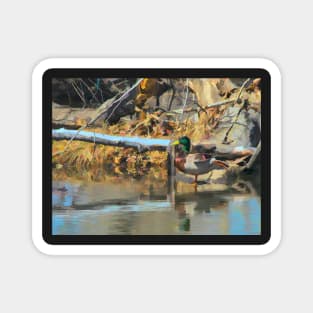 Mallard illustration Magnet