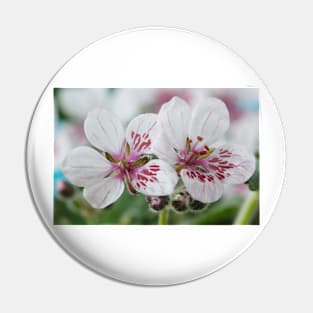 Erodium pelargoniiflorum  'Sweetheart'  Heron's bill  Stork's bill Pin