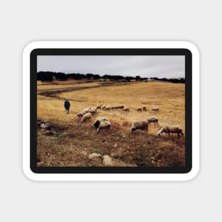 Shepherd With Herd of Sheep Defocused Magnet