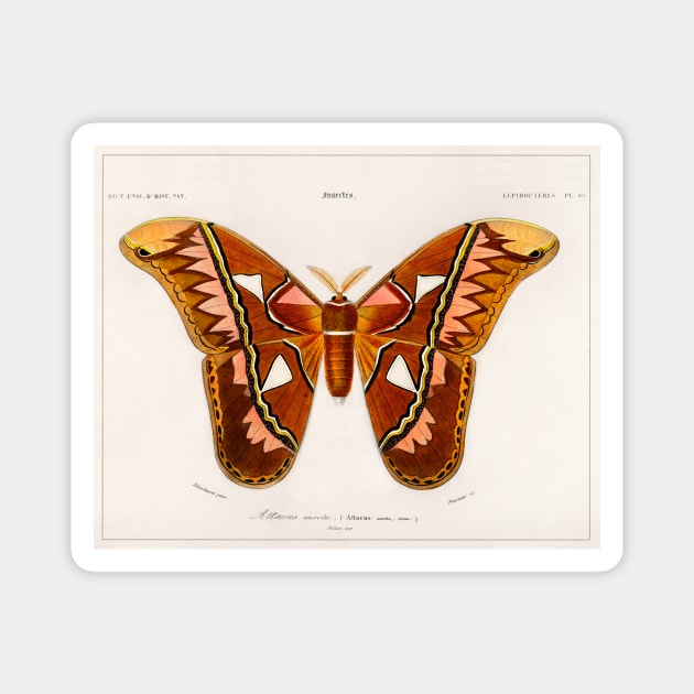 Attacus Atlas Moth (1892) Magnet by WAITE-SMITH VINTAGE ART