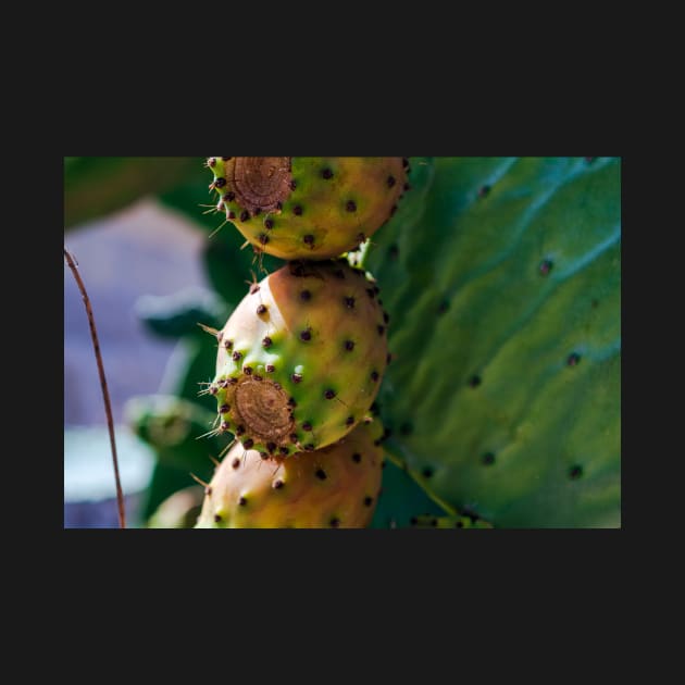 Close up to the orange fruits of Opuntia ficus-indica (prickly pear) by lena-maximova