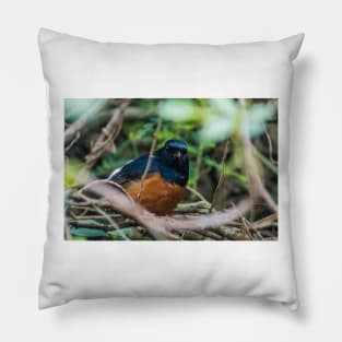 White-rumped shama Pillow