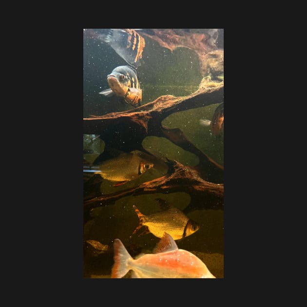 Gold fish in the water by taya-stdnk