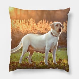 Posing Yellow Labrador Pillow