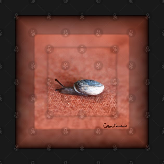 Macro Photograph of Snail on Terracotta Digital Art by ButterflyInTheAttic