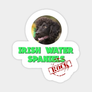 Irish Water Spaniels Rock! Magnet