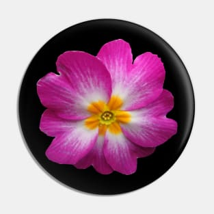 blooming pink primrose, flower, bloom, Pin