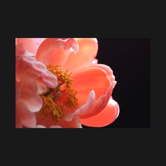 Peach Peony Macro by gracethescene