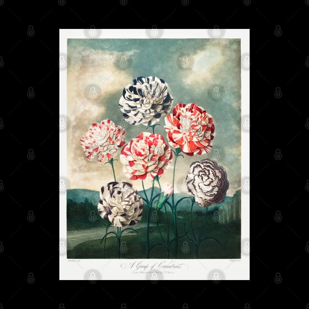 A group of Carnations by Cleopsys