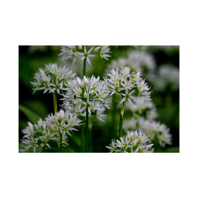 Wild Garlic by Violaman