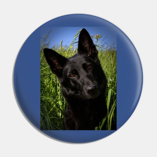 Black german shepherd Pin by Wanderingangel