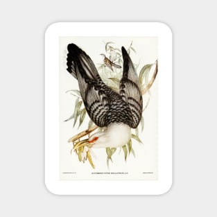 Channel Bill Cuckoo. Elizabeth Gould Magnet