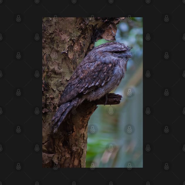 Tawny Frogmouth 2 by DeborahMcGrath