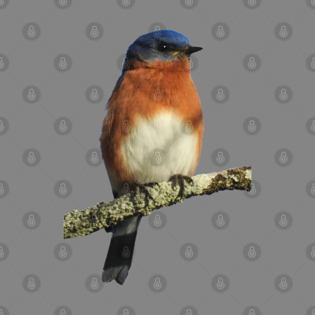 Eastern Bluebird by Paul Prints