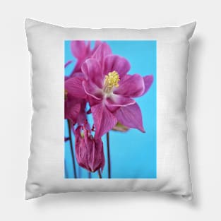 Aquilegia  Columbine Pillow