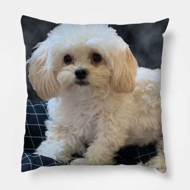 Maltipoo Love. Beautiful little dog with long silky white hair. Pillow by KarenZukArt