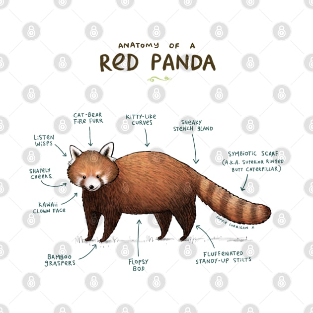 Anatomy of a Red Panda by Sophie Corrigan