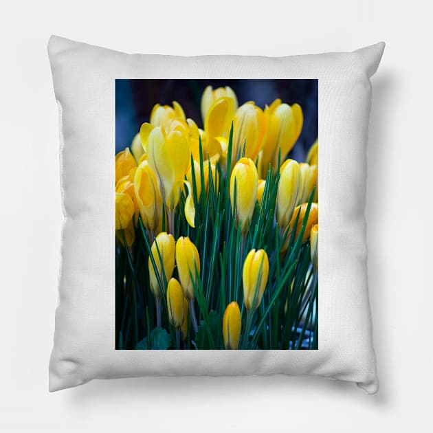 Yellow crocus Pillow by BonniePhantasm