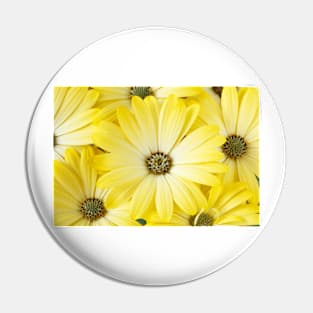 Osteospermum  Serenity Lemonade = 'Balserlem'  Serenity Series Pin