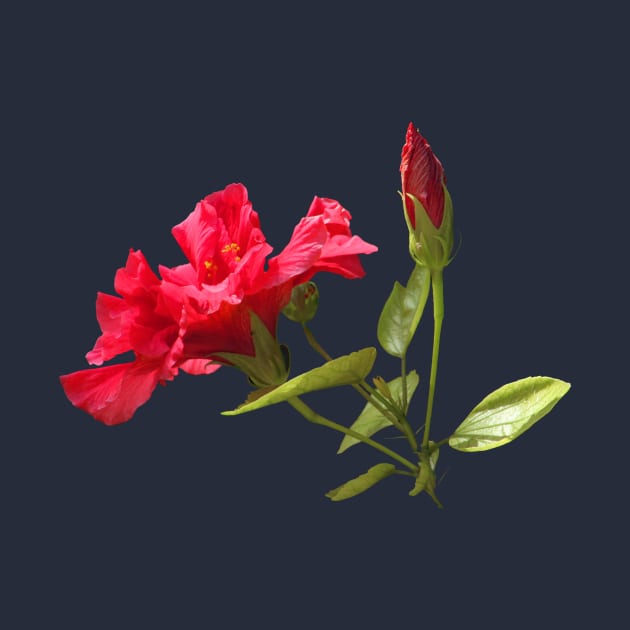 Red Hibiscus Tropical Flower and Bud by oknoki