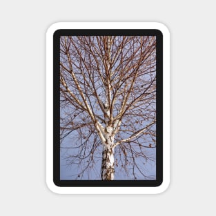 Birch tree against blue sky Magnet