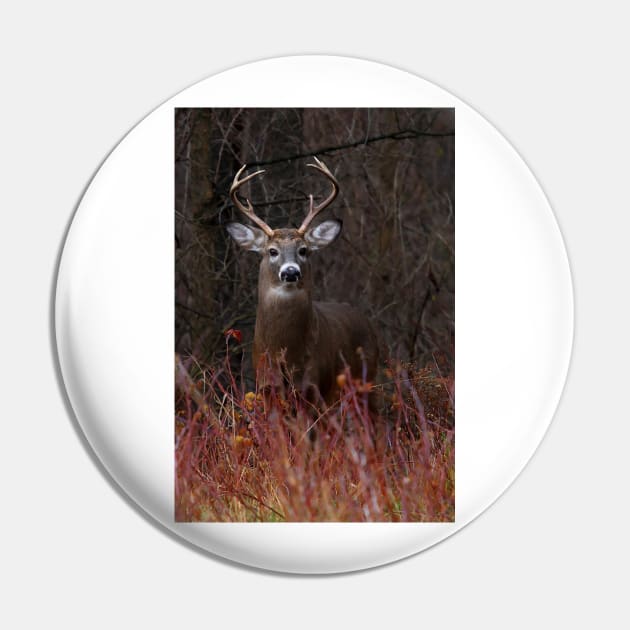 Young Buck - portrait - White-tailed Deer Pin by Jim Cumming
