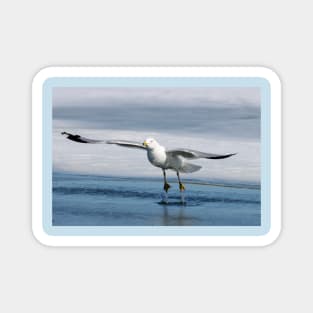 Ring billed gull Magnet