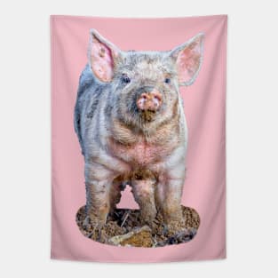 Dirty little piglet Tapestry