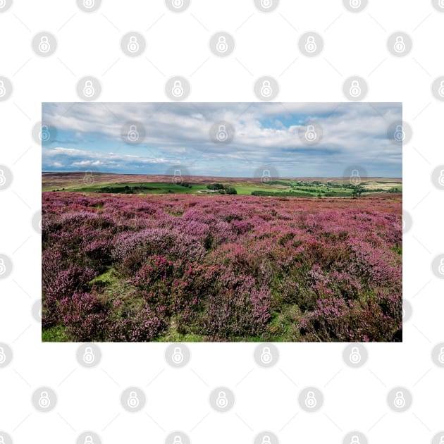 Moorland Heather North York Moors by MartynUK